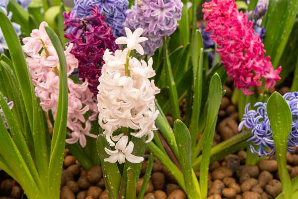 风信子的颜色,分为蓝色、粉红色、白色等