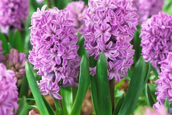 风信子的颜色,分为蓝色、粉红色、白色等