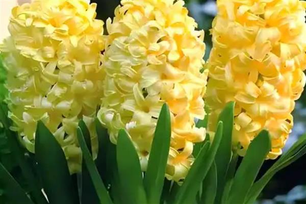 风信子的颜色,分为蓝色、粉红色、白色等