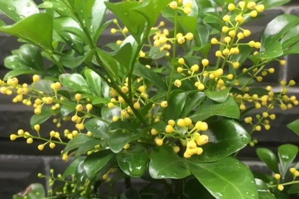 米兰花有没有毒,全株都没有毒