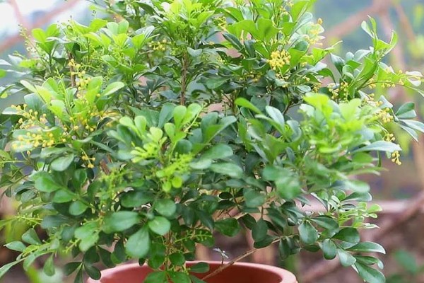 米兰花有没有毒,全株都没有毒