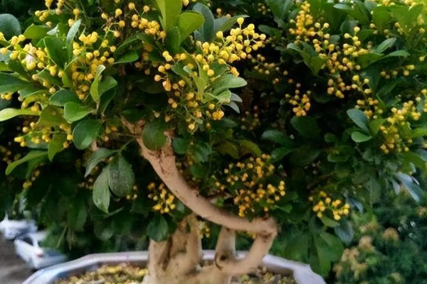 米兰花有没有毒,全株都没有毒