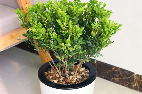 米兰花有没有毒,全株都没有毒