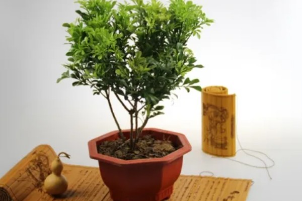 米兰花有没有毒,全株都没有毒