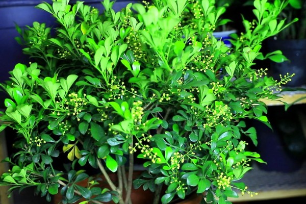 米兰花有没有毒,全株都没有毒
