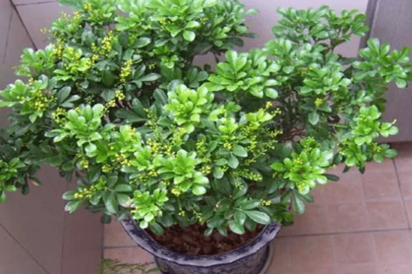 米兰花有没有毒,全株都没有毒