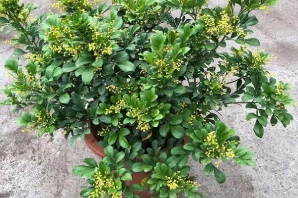 米兰花有没有毒,全株都没有毒