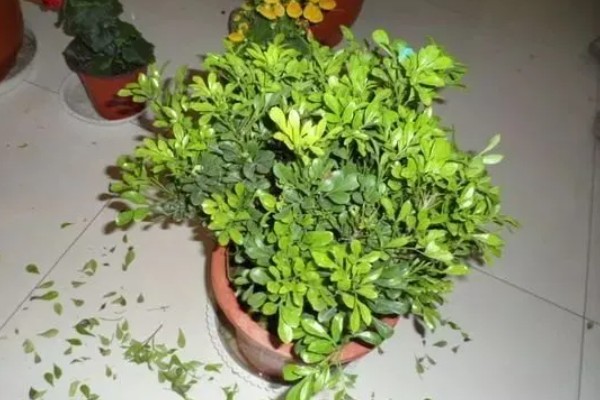 米兰花有没有毒,全株都没有毒