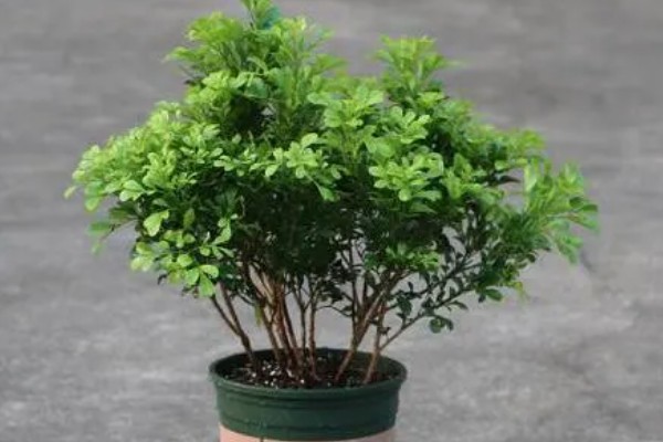 米兰花有没有毒,全株都没有毒