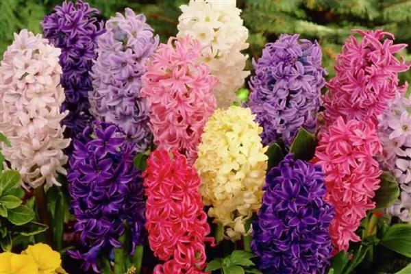 风信子的颜色,分为蓝色、粉红色、白色等