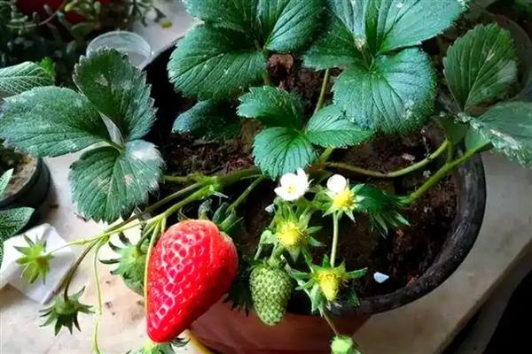 室内的盆栽草莓冬天能否结果，保持适宜的温度可让植株结出果实
