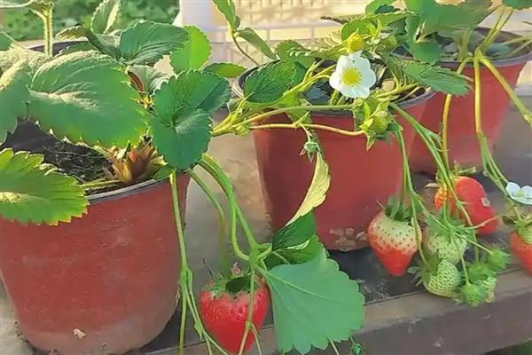 室内的盆栽草莓冬天能否结果，保持适宜的温度可让植株结出果实