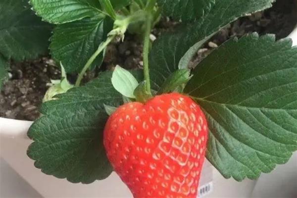 室内的盆栽草莓冬天能否结果，保持适宜的温度可让植株结出果实