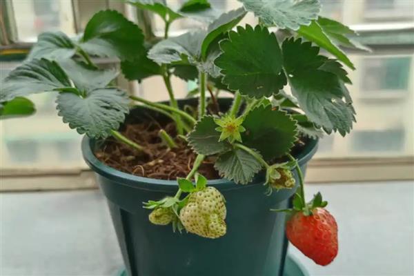 室内的盆栽草莓冬天能否结果，保持适宜的温度可让植株结出果实