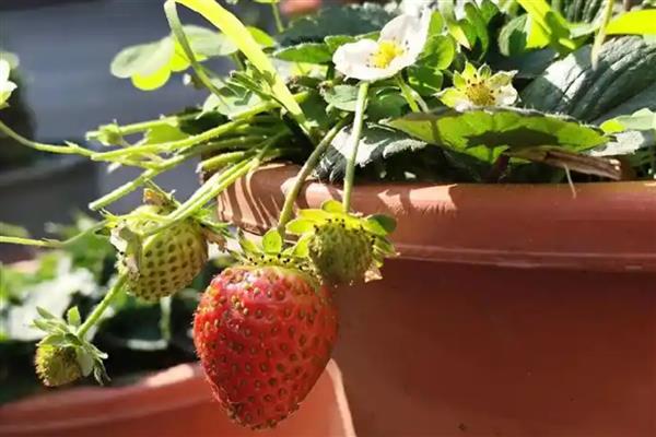 室内的盆栽草莓冬天能否结果，保持适宜的温度可让植株结出果实