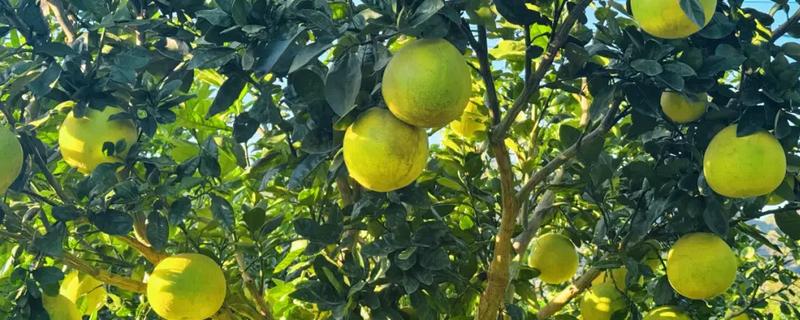 柚子几月份成熟，在9-12月份就会成熟