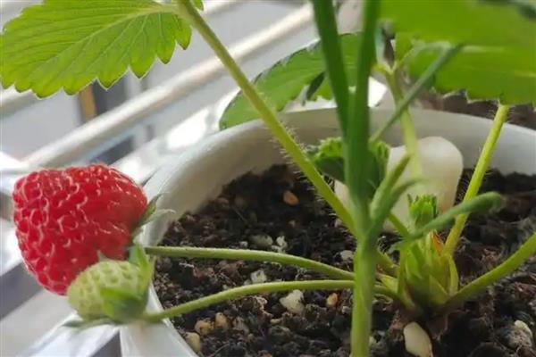 室内的盆栽草莓冬天能否结果，保持适宜的温度可让植株结出果实