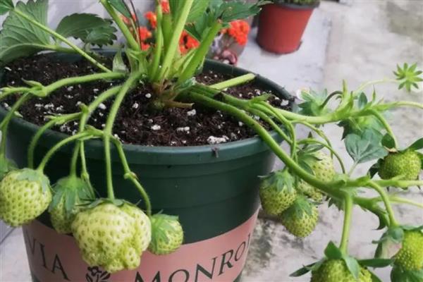 室内的盆栽草莓冬天能否结果，保持适宜的温度可让植株结出果实