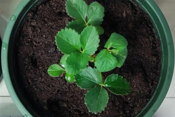 室内的盆栽草莓冬天能否结果，保持适宜的温度可让植株结出果实