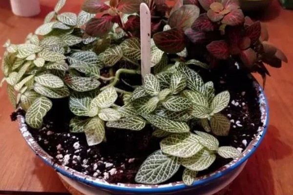 白网纹草如何养殖,生长适温是20-30℃