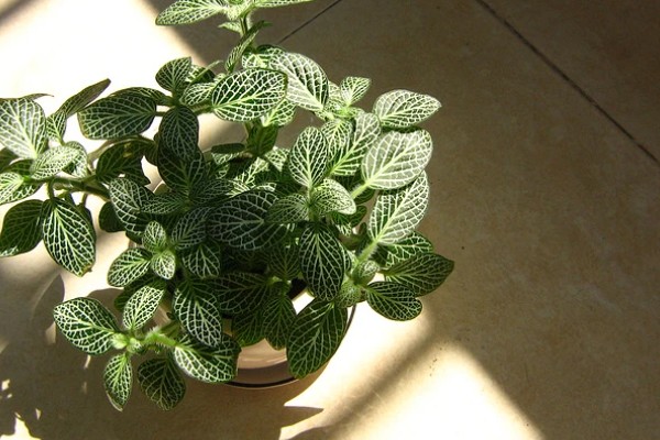 白网纹草如何养殖,生长适温是20-30℃