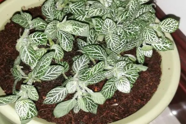 白网纹草如何养殖,生长适温是20-30℃