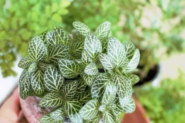 白网纹草如何养殖,生长适温是20-30℃