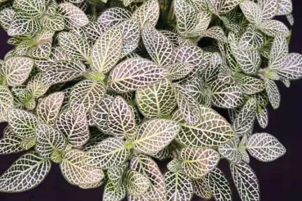 白网纹草如何养殖,生长适温是20-30℃