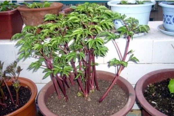 芍药蔫了如何补救，可补充水分并合理施肥