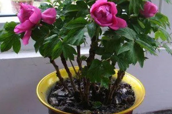 芍药蔫了如何补救，可补充水分并合理施肥