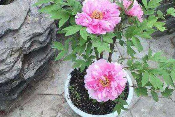 芍药蔫了如何补救，可补充水分并合理施肥