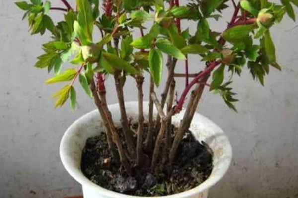 芍药蔫了如何补救，可补充水分并合理施肥