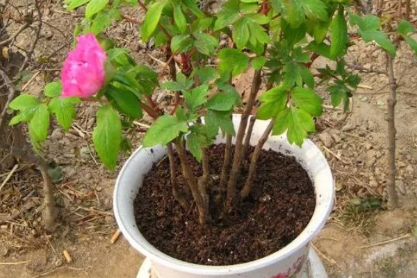 芍药蔫了如何补救，可补充水分并合理施肥