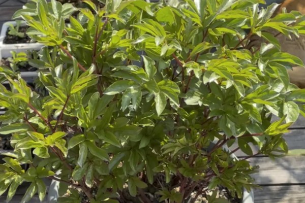 芍药蔫了如何补救，可补充水分并合理施肥