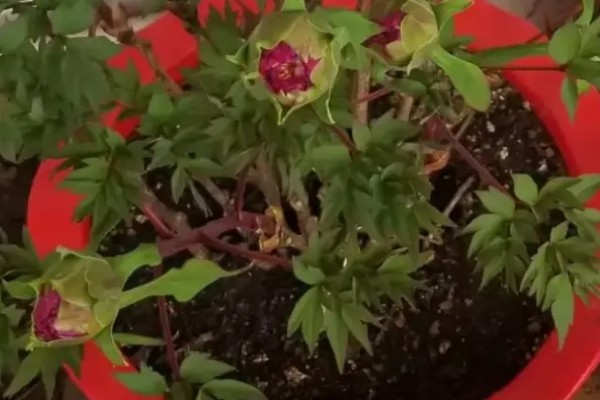 芍药蔫了如何补救，可补充水分并合理施肥