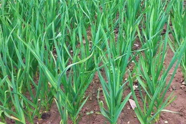 蒜苗过量浇水会不会烂根，根部浸泡在水中会腐烂