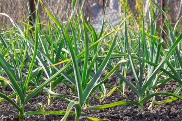 蒜苗过量浇水会不会烂根，根部浸泡在水中会腐烂