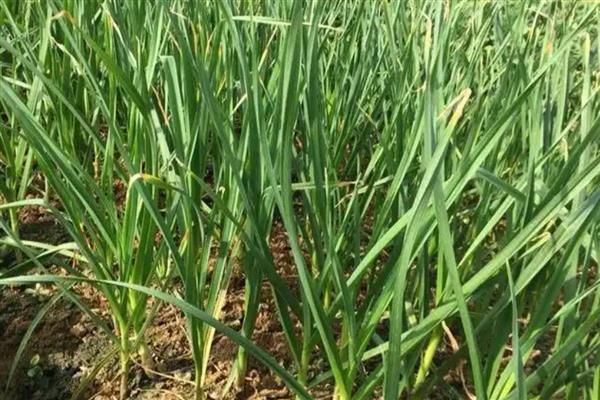 蒜苗过量浇水会不会烂根，根部浸泡在水中会腐烂