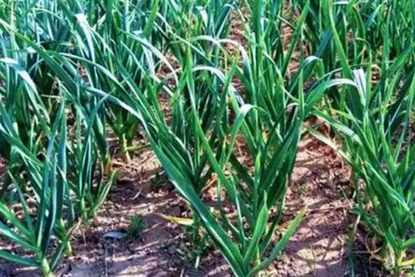 蒜苗过量浇水会不会烂根，根部浸泡在水中会腐烂