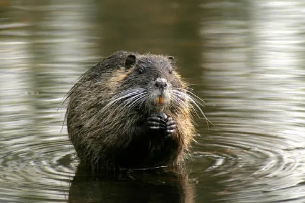 海狸鼠是哪种动物，是啮齿目海狸鼠科的动物