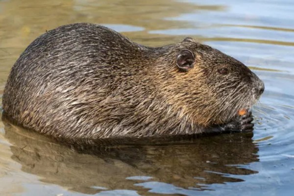 海狸鼠是哪种动物，是啮齿目海狸鼠科的动物