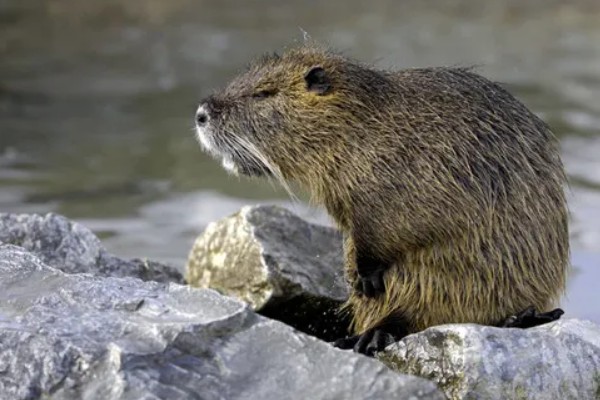 海狸鼠是哪种动物，是啮齿目海狸鼠科的动物