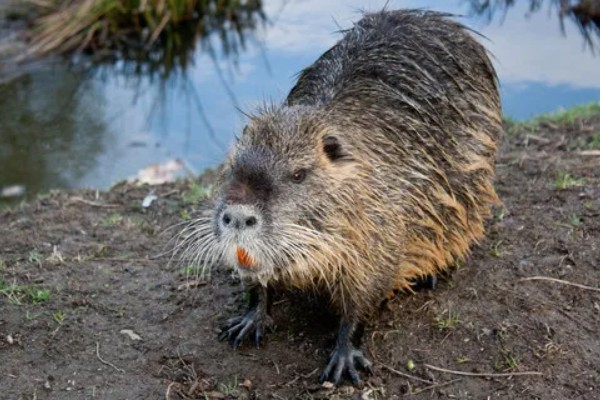 海狸鼠是哪种动物，是啮齿目海狸鼠科的动物