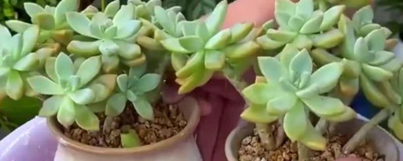 多肉扦插如何浇水，大概10-15天浇一次水