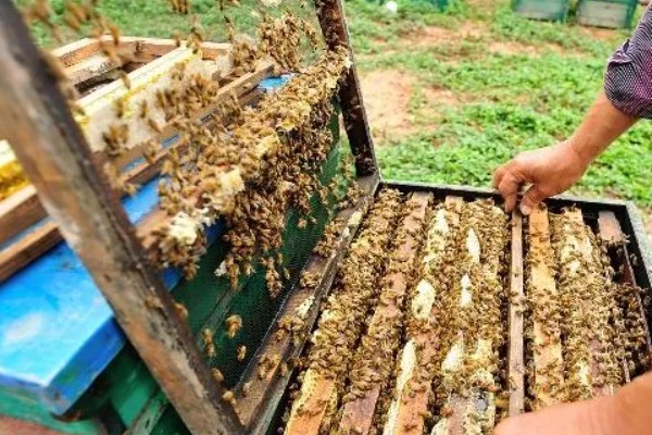 蜜蜂合群的方法，可直接合并或间接合并