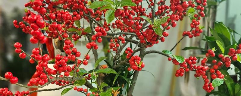 冬青树怎么养殖，盆土以排水良好的酸性土壤为宜