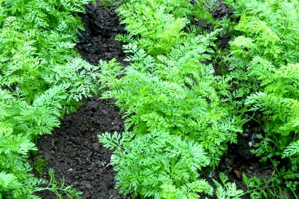 胡萝卜的正常成熟季节，会在5-7月成熟