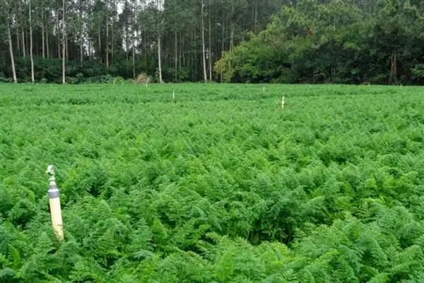 胡萝卜的正常成熟季节，会在5-7月成熟