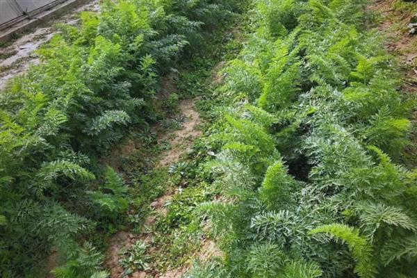 胡萝卜的正常成熟季节，会在5-7月成熟