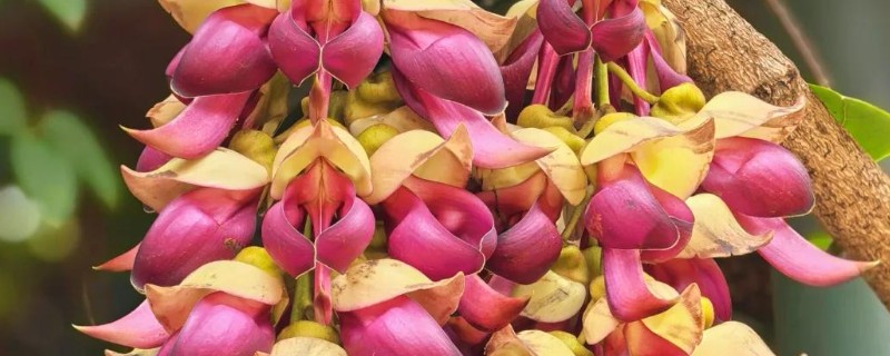 禾雀花简介，又名白花油麻藤、雀儿花